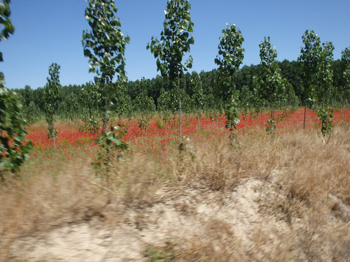 We pass by new tree growth and wild poppies.